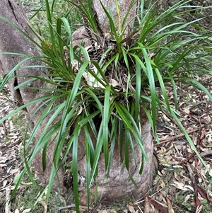 Cymbidium suave (Snake Orchid) at Kangaroo Valley, NSW - 15 Apr 2025 by lbradley