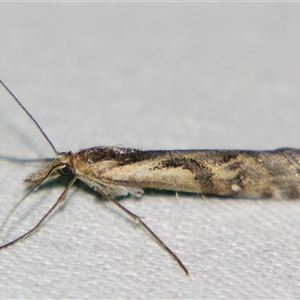 Hednota pedionoma at Bolivia, NSW - suppressed
