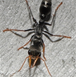 Myrmecia sp., pilosula-group (Jack jumper) at Acton, ACT - 13 Apr 2025 by TimL