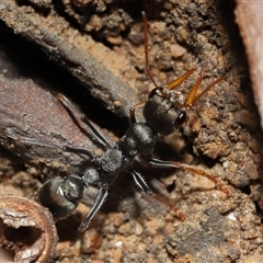 Myrmecia sp., pilosula-group at Acton, ACT - 13 Apr 2025 01:40 PM