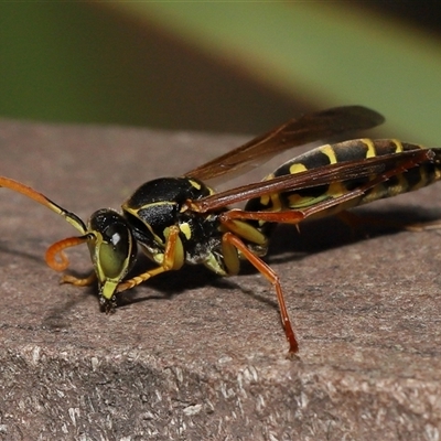 Polistes (Polistes) chinensis (Asian paper wasp) at Yarralumla, ACT - 8 Apr 2025 by TimL