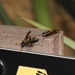 Polistes (Polistes) chinensis at Yarralumla, ACT - 8 Apr 2025 11:22 AM