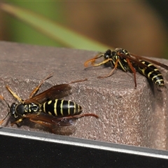 Polistes (Polistes) chinensis at Yarralumla, ACT - 8 Apr 2025 11:22 AM
