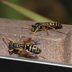 Polistes (Polistes) chinensis at Yarralumla, ACT - 8 Apr 2025 11:22 AM