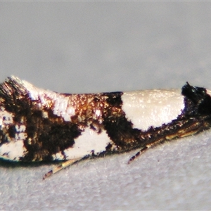 Monopis icterogastra at Bolivia, NSW - suppressed