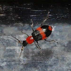 Dicranolaius bellulus (Red and Blue Pollen Beetle) at Canberra, ACT - 8 Apr 2025 by TimL