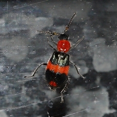 Dicranolaius bellulus at Canberra, ACT - 8 Apr 2025 01:23 PM