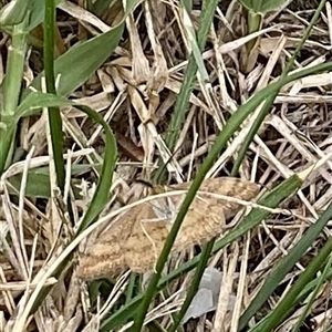 Scopula rubraria at Higgins, ACT - 15 Apr 2025 11:24 AM