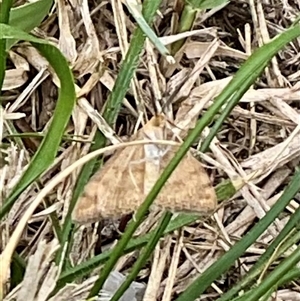 Scopula rubraria at Higgins, ACT - 15 Apr 2025 11:24 AM