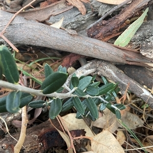 Olea europaea subsp. cuspidata at Higgins, ACT - 15 Apr 2025 11:31 AM