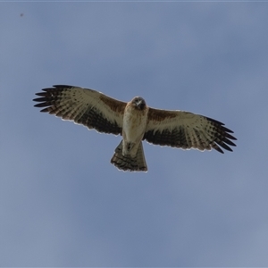Hieraaetus morphnoides (Little Eagle) at Fyshwick, ACT - 15 Apr 2025 by rawshorty