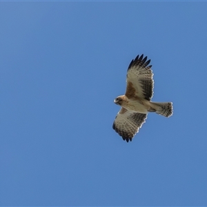 Hieraaetus morphnoides at Fyshwick, ACT - suppressed