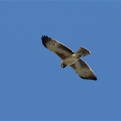 Hieraaetus morphnoides at Fyshwick, ACT - suppressed