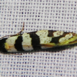 Lepidoscia characota at Bolivia, NSW - suppressed