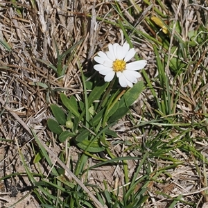 Brachyscome graminea at Mount Clear, ACT - 11 Dec 2024 02:37 PM