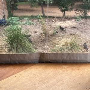 Corcorax melanorhamphos at Yarralumla, ACT - 15 Apr 2025 10:37 AM