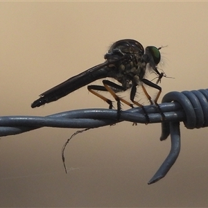 Ommatius coeraebus (a robber fly) at Canberra Airport, ACT - 13 Apr 2025 by DavidDedenczuk