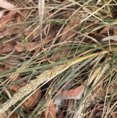 Sporobolus africanus (Parramatta Grass, Rat's Tail Grass) at Higgins, ACT - 15 Apr 2025 by Jennybach