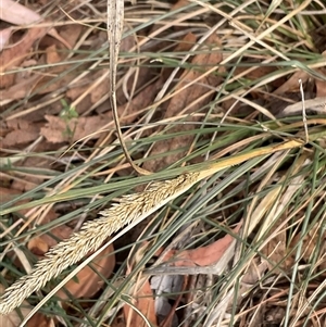 Sporobolus africanus (Parramatta Grass, Rat's Tail Grass) at Higgins, ACT - 15 Apr 2025 by Jennybach