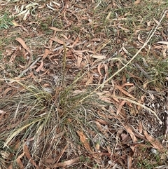 Sporobolus africanus at Higgins, ACT - 15 Apr 2025 11:45 AM