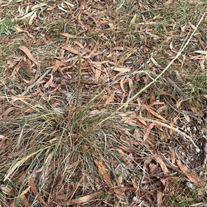 Sporobolus africanus at Higgins, ACT - 15 Apr 2025 11:45 AM