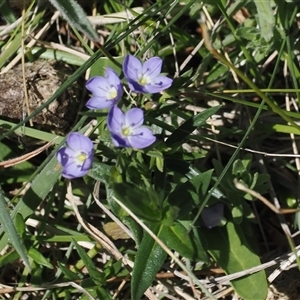 Veronica gracilis at Mount Clear, ACT - 11 Dec 2024 02:38 PM