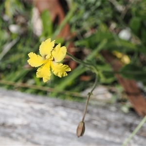 Goodenia paradoxa at Mount Clear, ACT - 11 Dec 2024 02:46 PM
