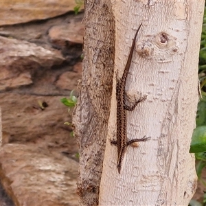 Cryptoblepharus australis (Inland Snake-eyed Skink) at Yulara, NT - 15 Apr 2025 by trevorpreston