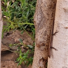 Cryptoblepharus australis at Yulara, NT - 15 Apr 2025 11:42 AM