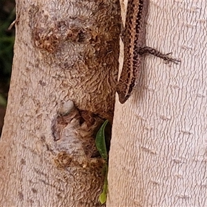 Cryptoblepharus australis at Yulara, NT - 15 Apr 2025 11:42 AM