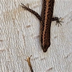 Cryptoblepharus australis at Yulara, NT - 15 Apr 2025 11:42 AM