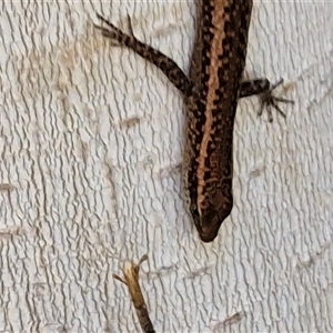 Cryptoblepharus australis at Yulara, NT - 15 Apr 2025 11:42 AM