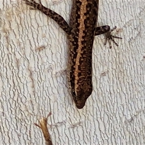 Cryptoblepharus australis at Yulara, NT - 15 Apr 2025 11:42 AM