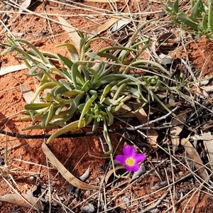 Calandrinia eremaea (Small Purslane) at Yulara, NT - 15 Apr 2025 by trevorpreston