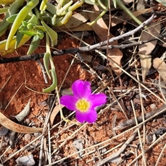 Calandrinia eremaea at Yulara, NT - 15 Apr 2025 11:00 AM