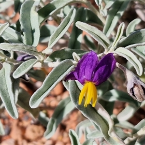 Solanum centrale at Petermann, NT - 15 Apr 2025 09:57 AM
