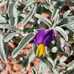 Solanum centrale at Petermann, NT - 15 Apr 2025 09:57 AM
