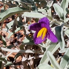Solanum centrale at Petermann, NT - 15 Apr 2025 09:57 AM