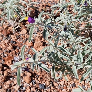Solanum centrale at Petermann, NT - 15 Apr 2025 09:57 AM