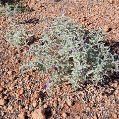 Solanum centrale at Petermann, NT - 15 Apr 2025 09:57 AM