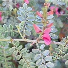 Indigofera leucotricha (Silver Indigo) at Petermann, NT - 15 Apr 2025 by trevorpreston