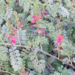 Indigofera leucotricha at Petermann, NT - 15 Apr 2025 07:53 AM