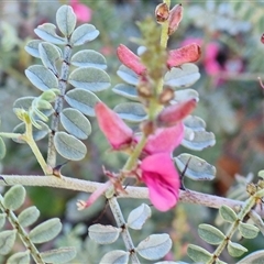 Indigofera leucotricha at Petermann, NT - 15 Apr 2025 07:53 AM
