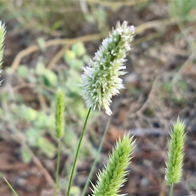 Enneapogon polyphyllus (Leafy Bottle-Washers) at Petermann, NT - 15 Apr 2025 by trevorpreston