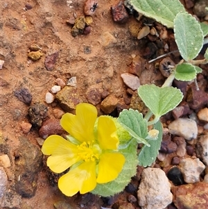 Sida platycalyx at Petermann, NT - 15 Apr 2025 07:47 AM