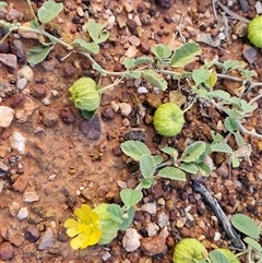 Sida platycalyx at Petermann, NT - 15 Apr 2025 07:47 AM