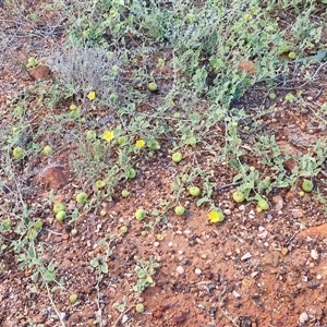 Sida platycalyx at Petermann, NT - 15 Apr 2025 07:47 AM