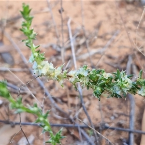 Salsola australis at Petermann, NT - 15 Apr 2025 07:45 AM