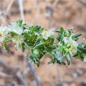 Salsola australis at Petermann, NT - 15 Apr 2025 07:45 AM