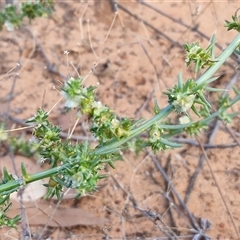 Salsola australis at Petermann, NT - 15 Apr 2025 07:45 AM